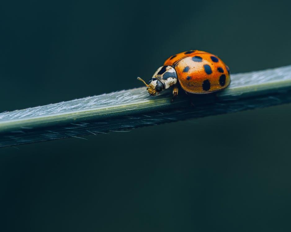 Why Do Ladybugs Have Spots? ???? (With Superstitions) WildLifeFAQ