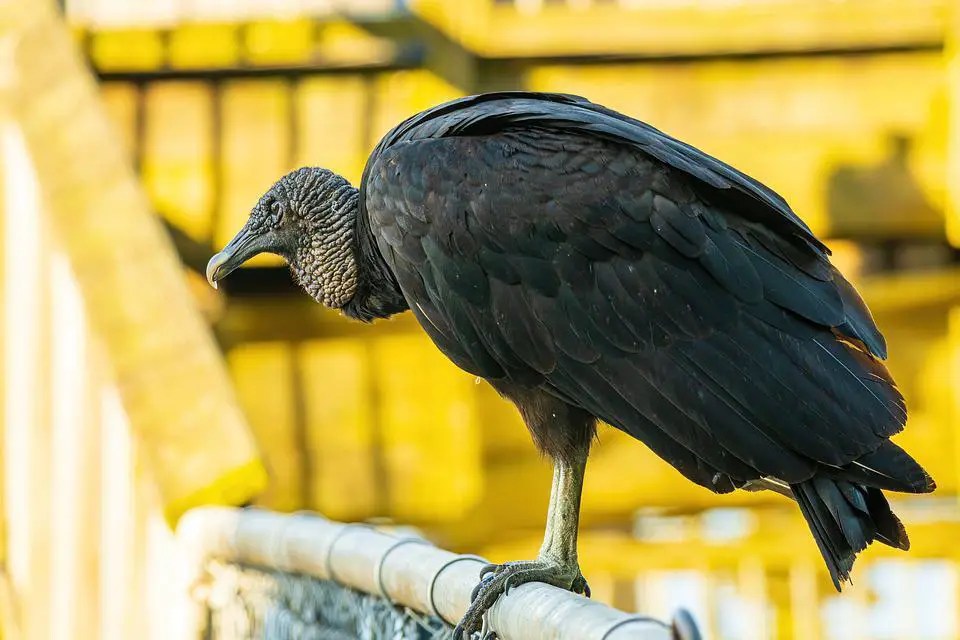 Do Black Vultures Attack Dogs or Cats? Explained WildLifeFAQ