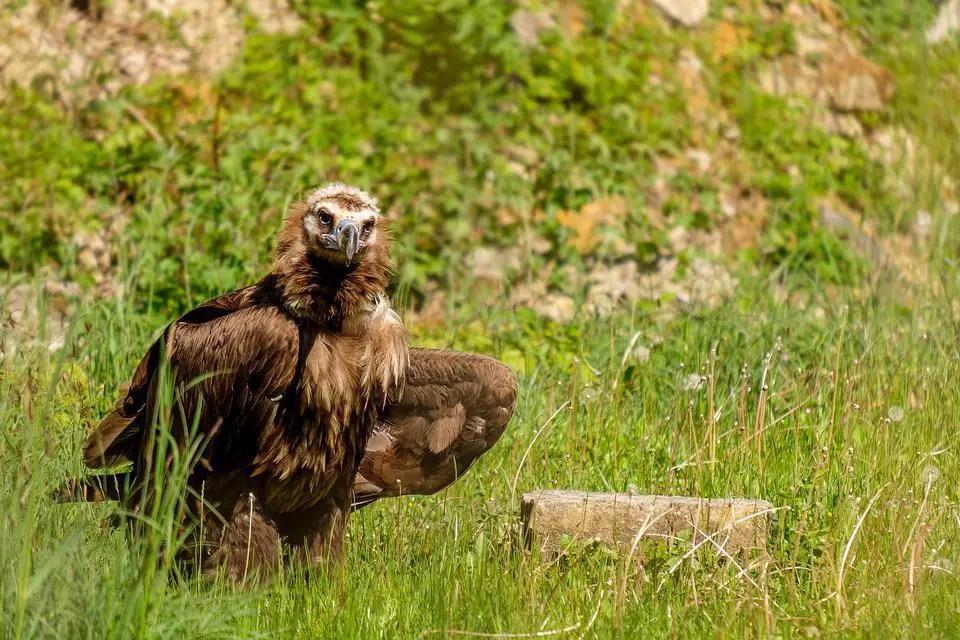 Do Black Vultures Attack Dogs or Cats? Explained WildLifeFAQ