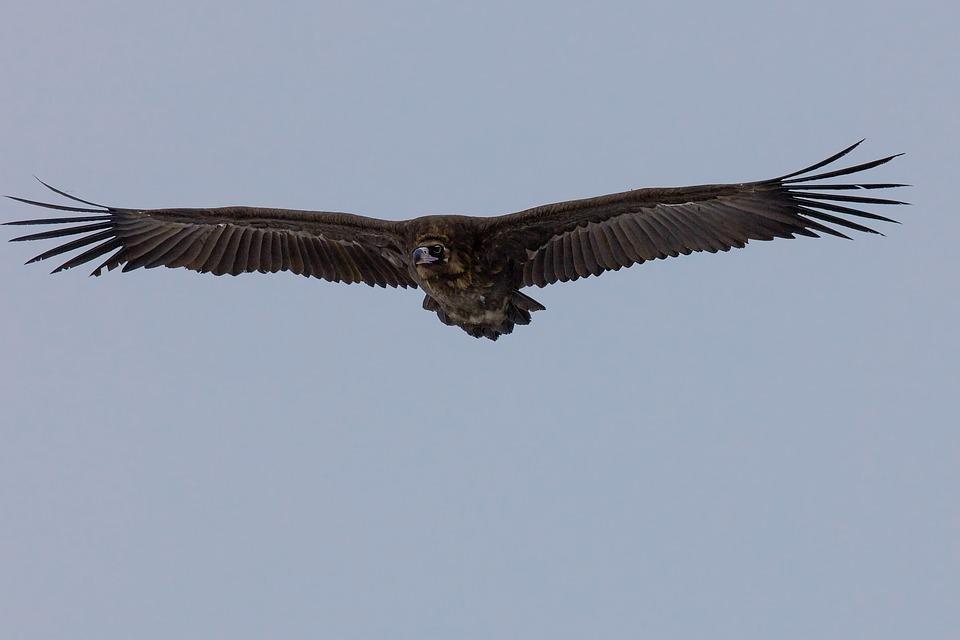 Do Black Vultures Attack Dogs or Cats? Explained WildLifeFAQ