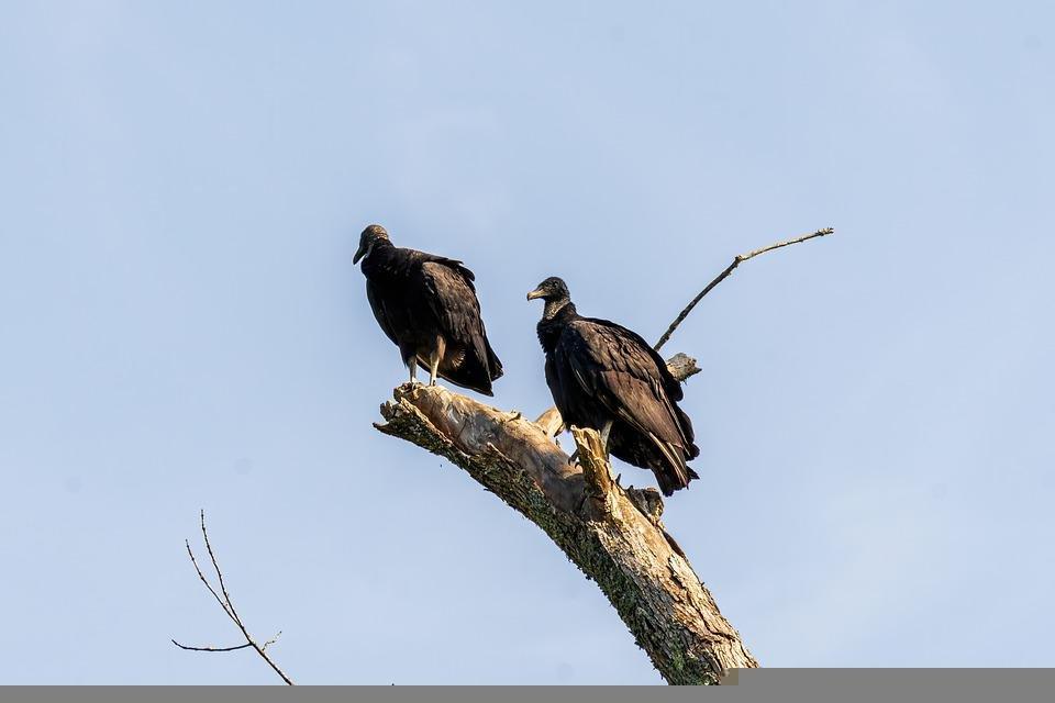 Do Black Vultures Attack Dogs or Cats? Explained WildLifeFAQ