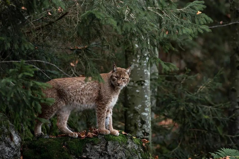 Do Bobcats Attack Cats And Dogs? WildLifeFAQ