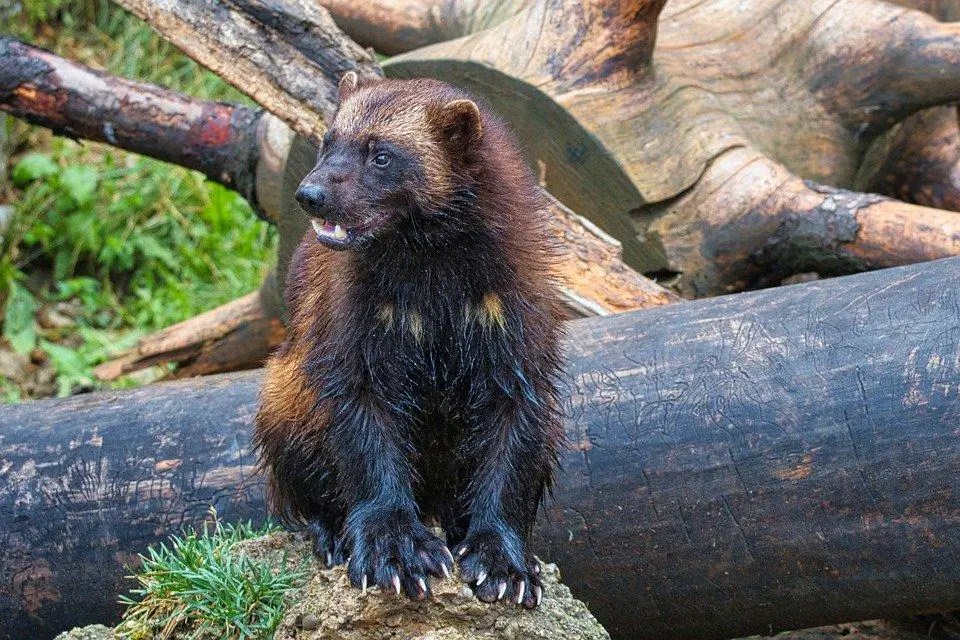 Do Wolverines Attack Dogs? +FAQs WildLifeFAQ