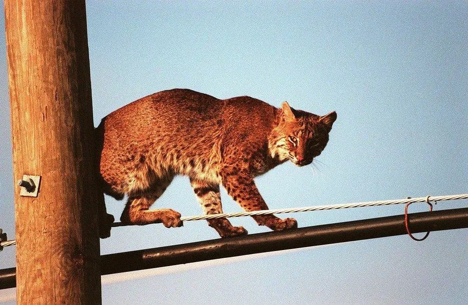 Do Bobcats Attack Cats And Dogs? WildLifeFAQ