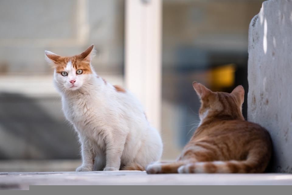 Do Feral Cats Attack Dogs? WildLifeFAQ