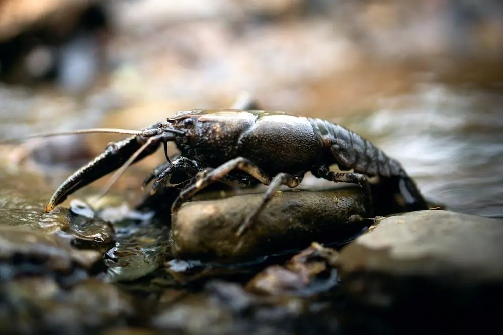 Do Crayfish Hibernate? What Do They Do in The Winter WildLifeFAQ