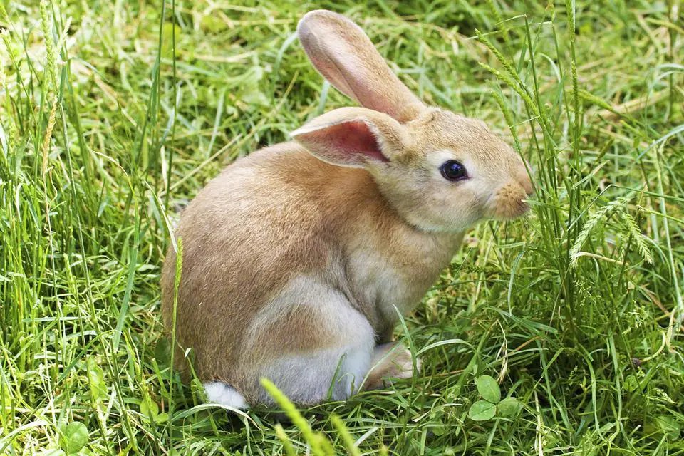 Do Rabbits Attack Dogs? (Explained) WildLifeFAQ