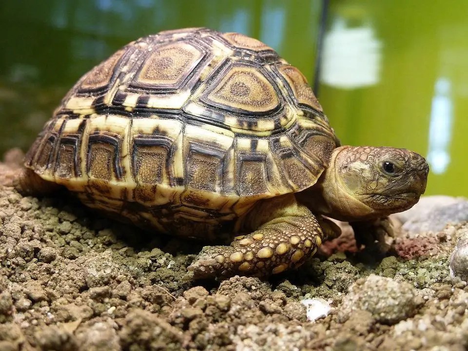 Do leopard tortoises hibernate? WildLifeFAQ