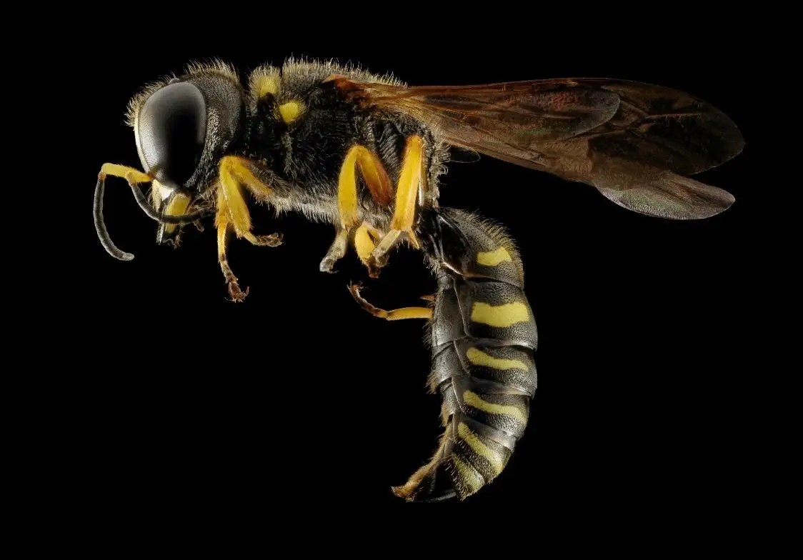 Will "Wasp Spray" Kill Ants? WildLifeFAQ