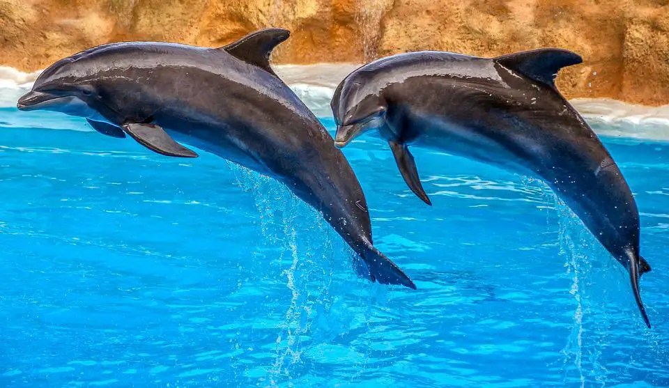 Can a Dolphin Smell Under Water WildLifeFAQ