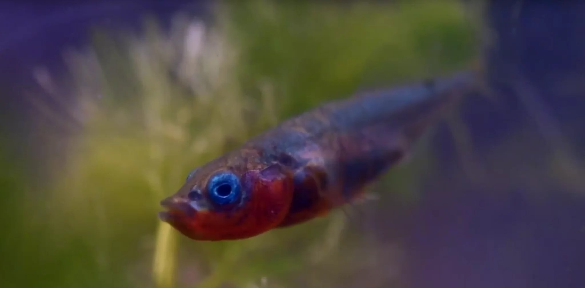 A guide to fish in your wildlife pond The Wildlife Garden Project