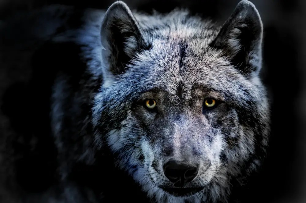 Where Do Wolves Live? Complete Living Habitats WildLifeGrow