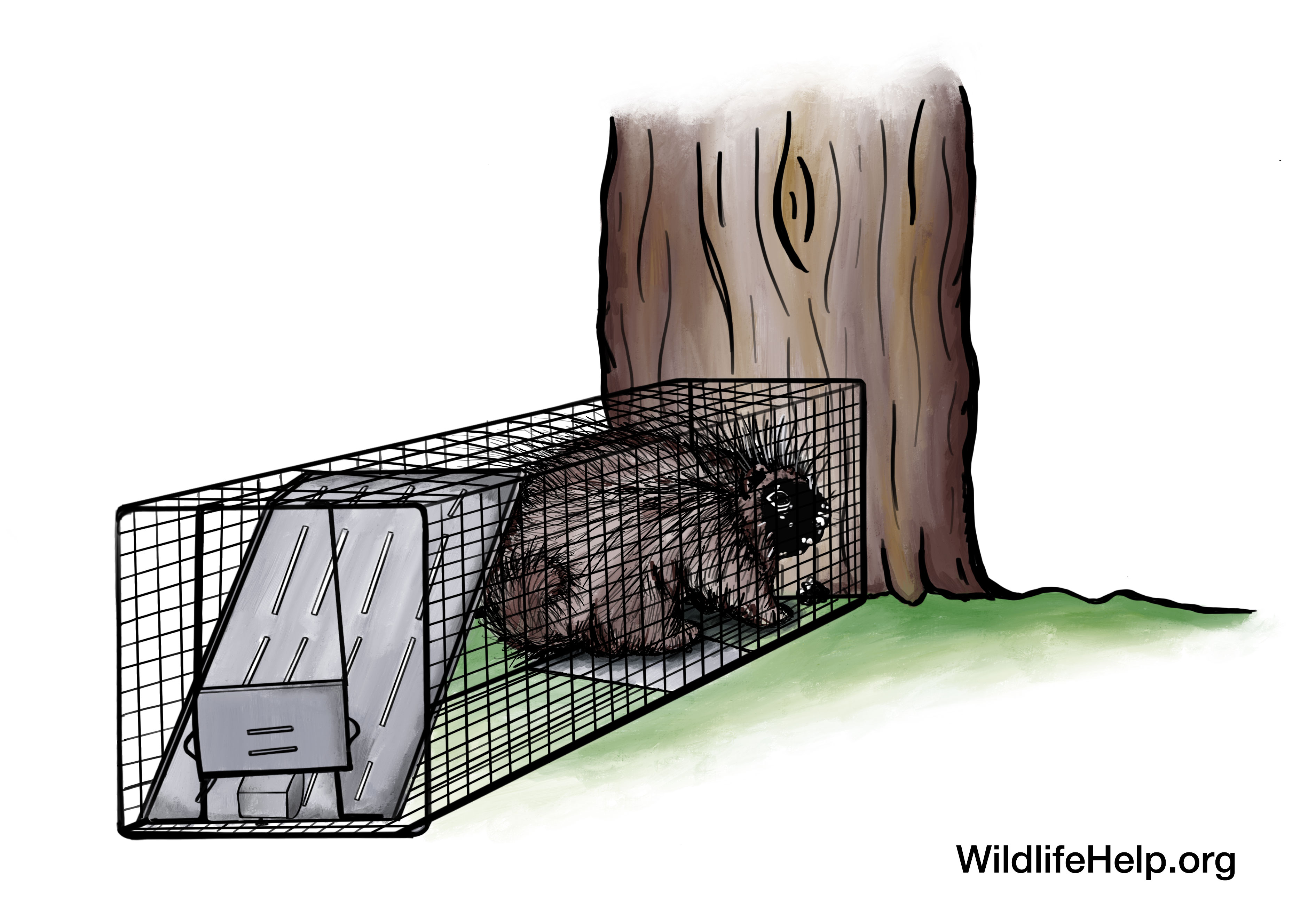 How To Kill A Skunk In A Live Trap