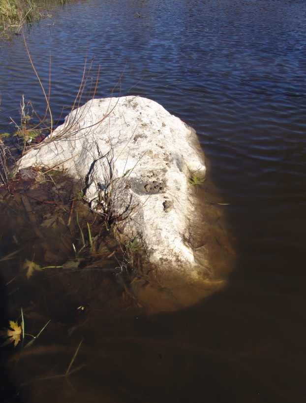 Muskrat Wildlife Illinois
