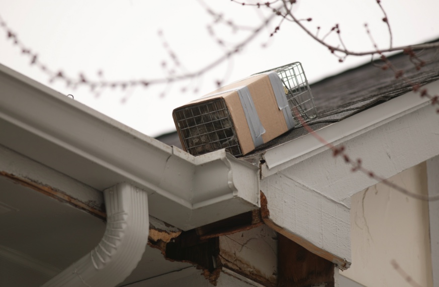 Soffits Wildlife Illinois