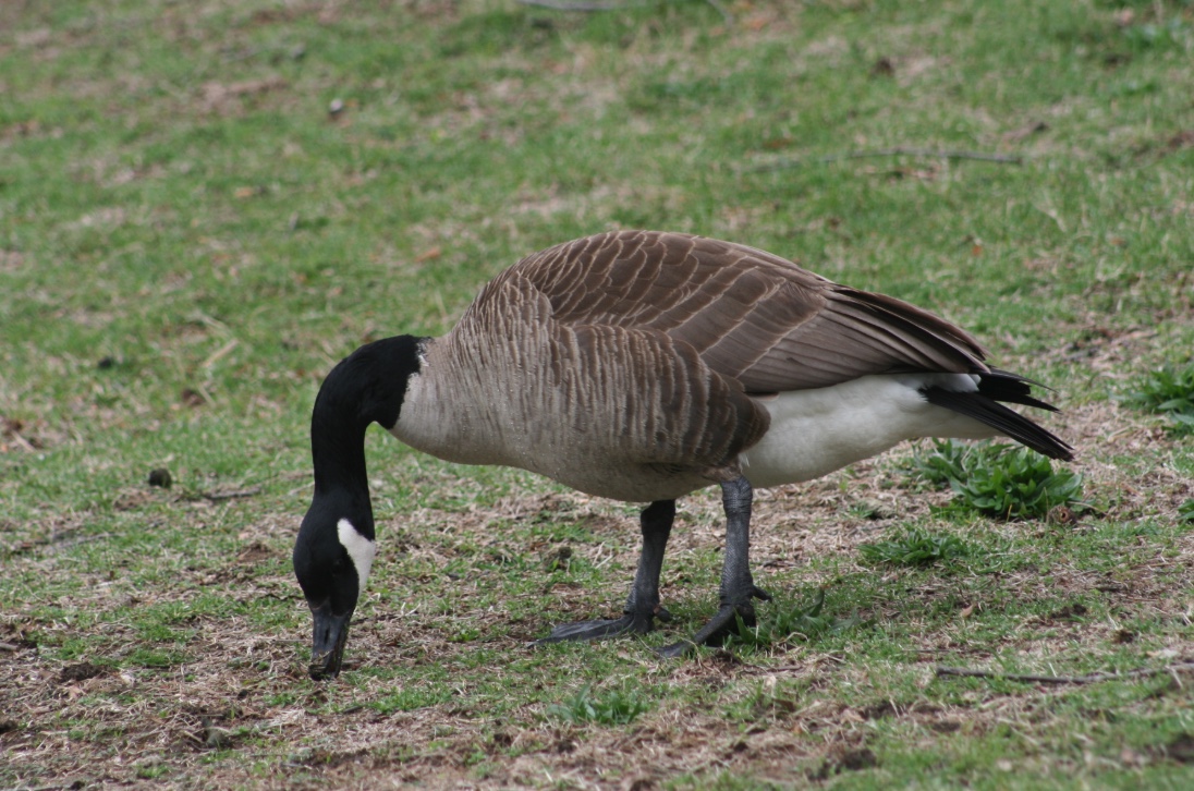 Canada Goose Wildlife Illinois