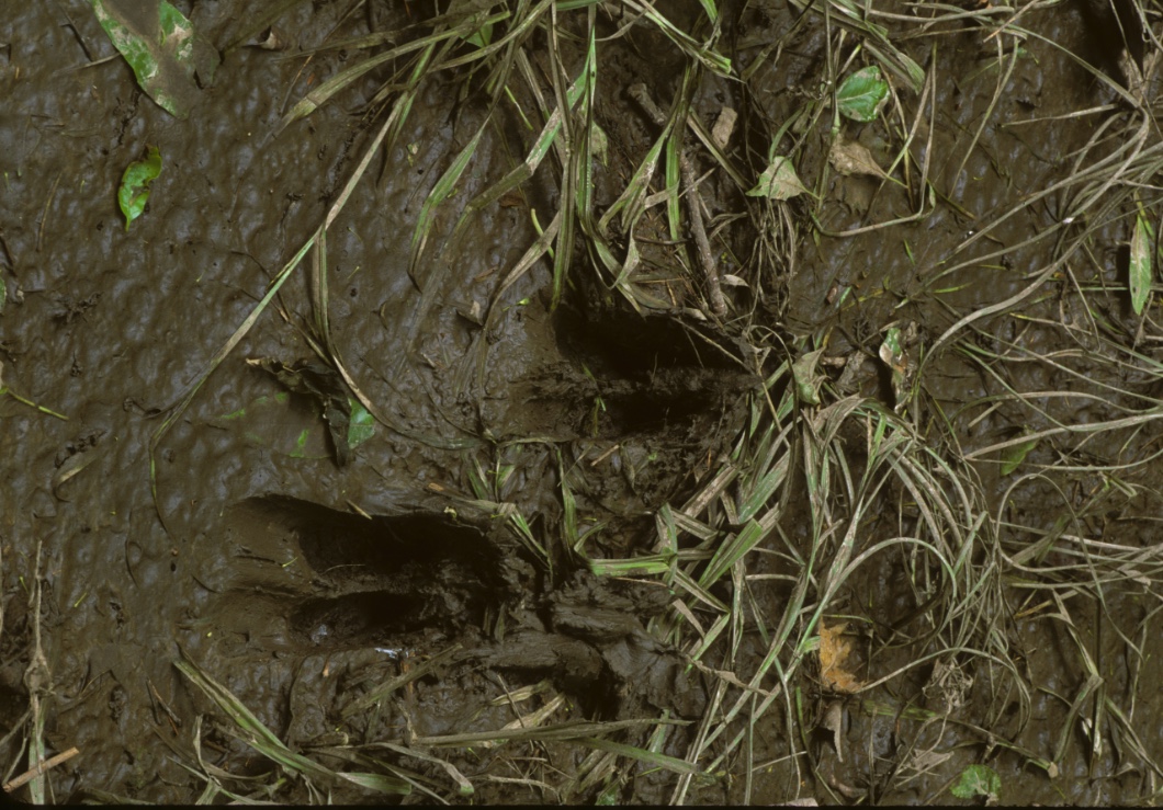 Whitetailed Deer Tracks Wildlife Illinois