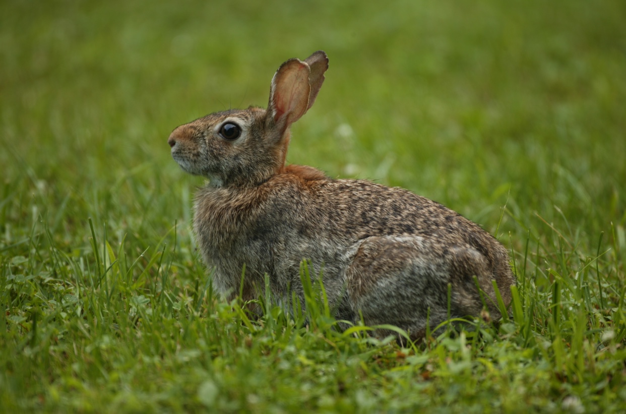 Eastern Cottontail Rabbits Wildlife Illinois