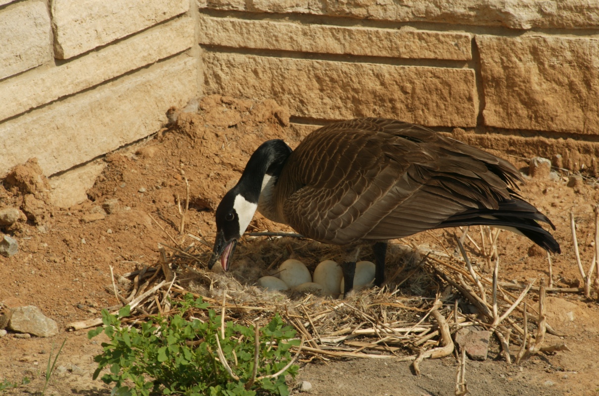 Canada Goose Wildlife Illinois