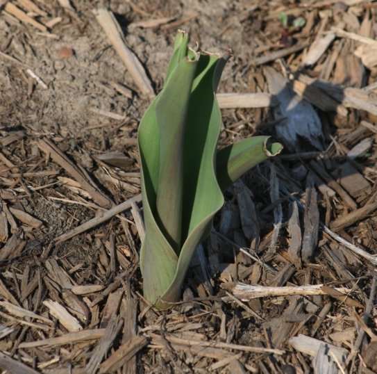 Rabbit Garden Damage Wildlife Illinois