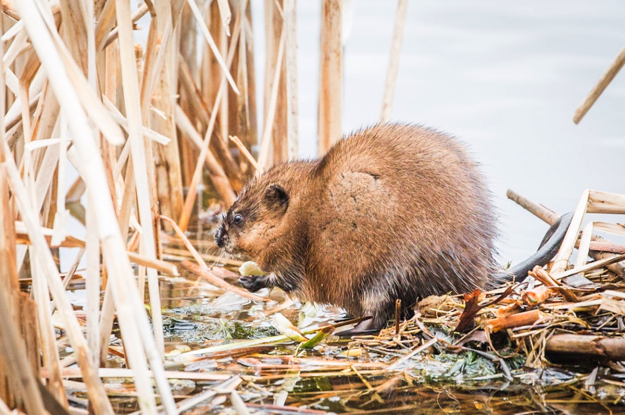 How To Get Rid Of Muskrats In A Lake Muskrat A Beginner S Guide To
