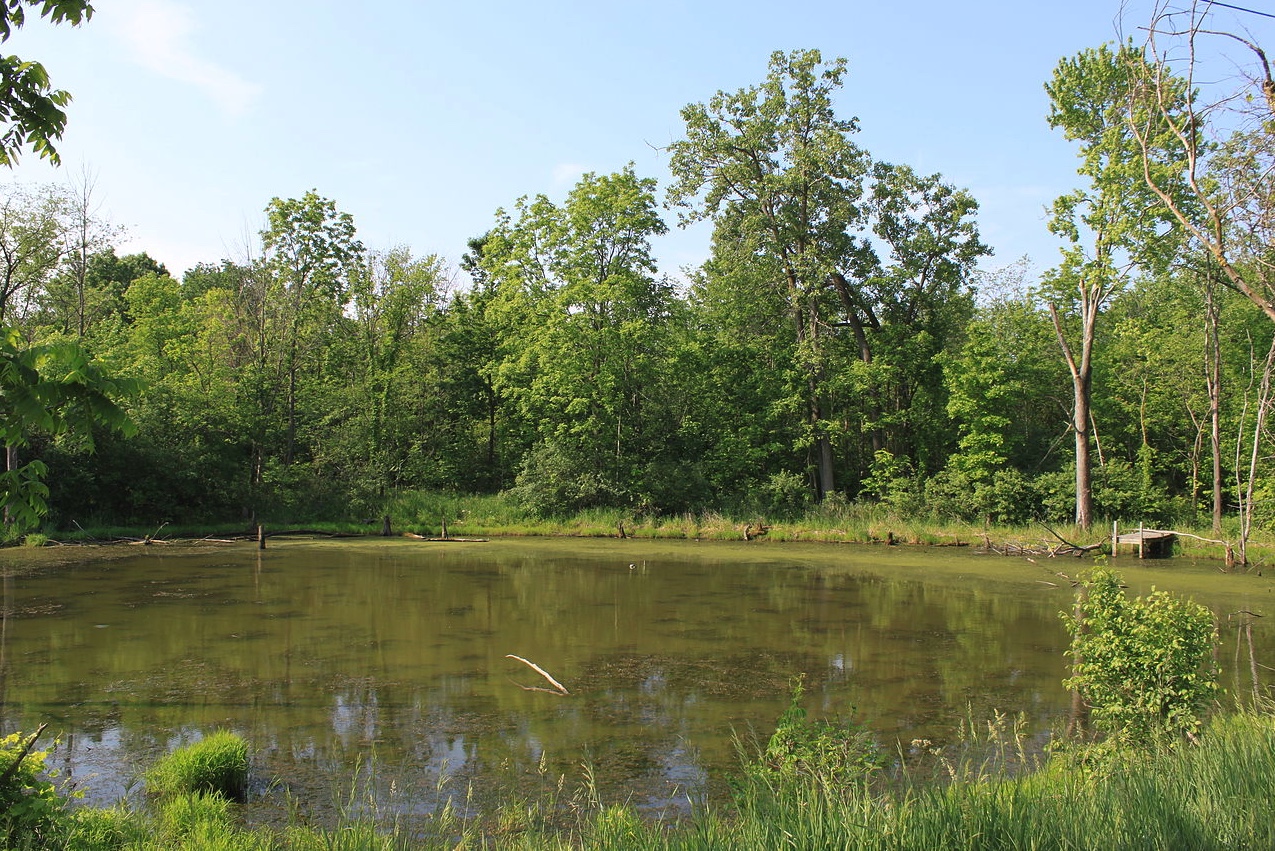 Green Pond Water Wildlife Illinois