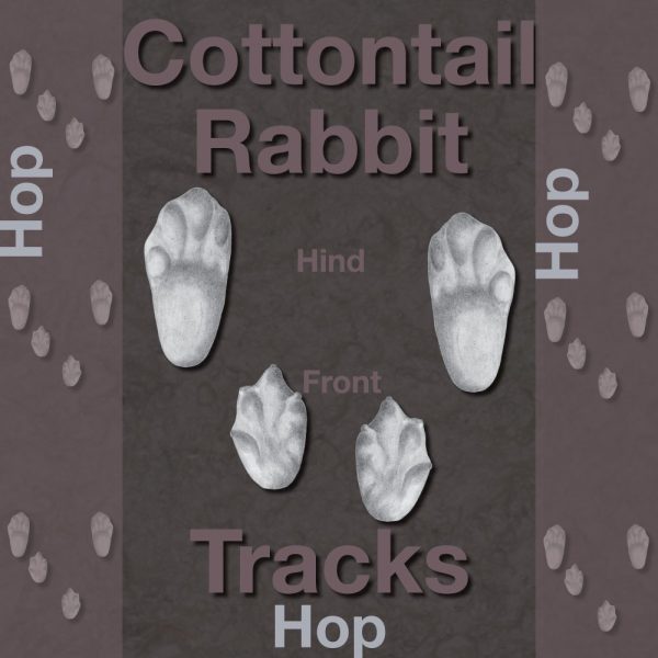 Rabbit Tracks | Wildlife Illinois