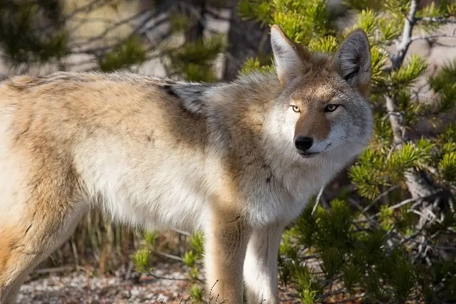 Do Coyotes Hunt in Packs? Wildlife Informer