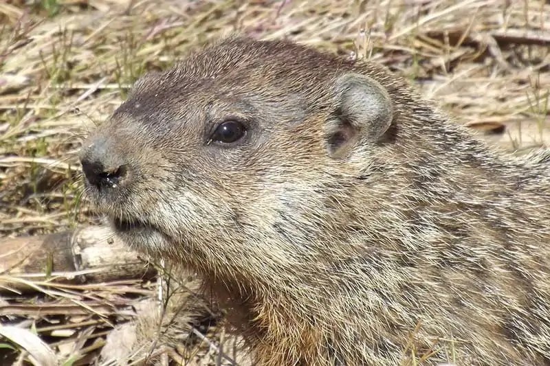 Where Do Groundhogs Live? Wildlife Informer