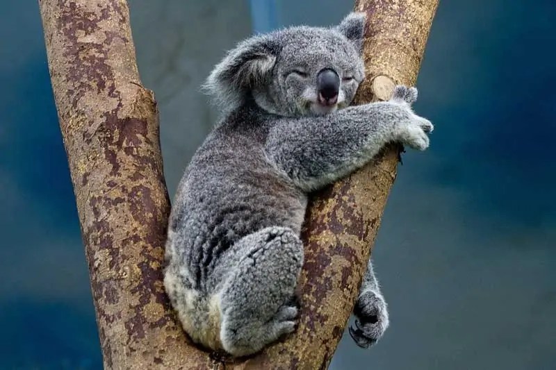 21 Examples of Herbivores (With Pictures) Wildlife Informer