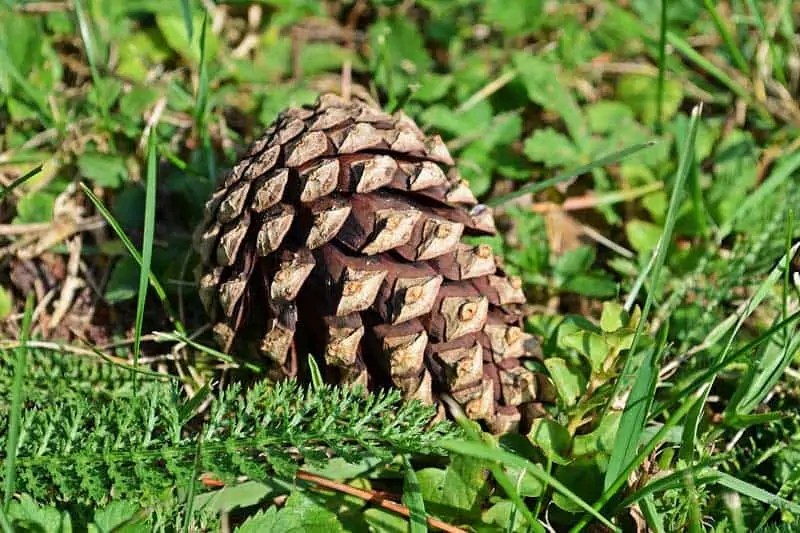 Do Pine Trees Grow From Pine Cones? Wildlife Informer