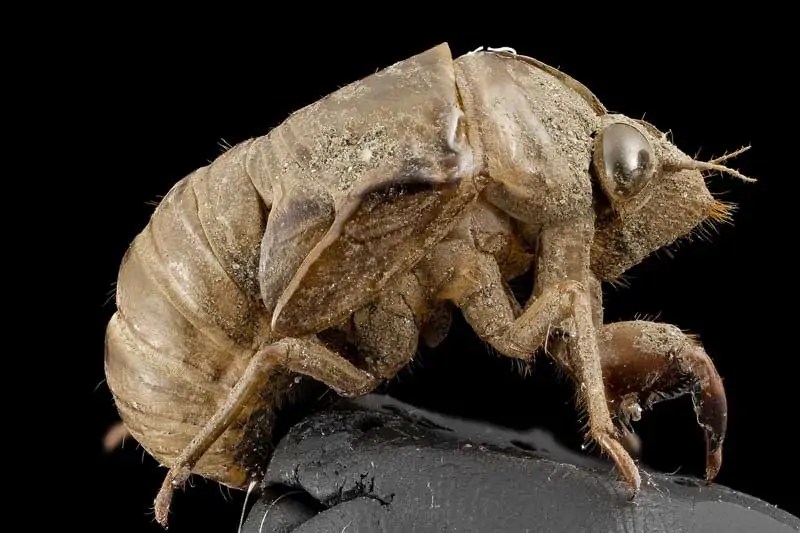 5 Types of Animals With Exoskeletons Wildlife Informer