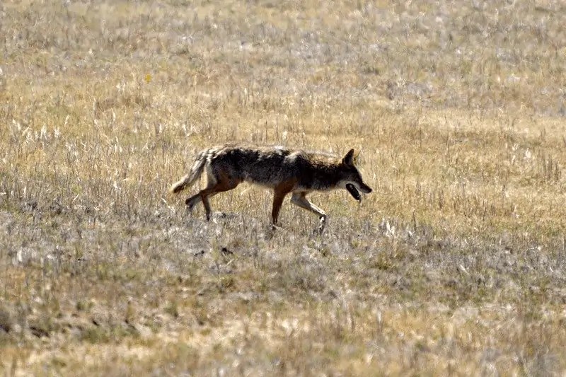 How to Keep Coyotes Out of Your Yard Wildlife Informer