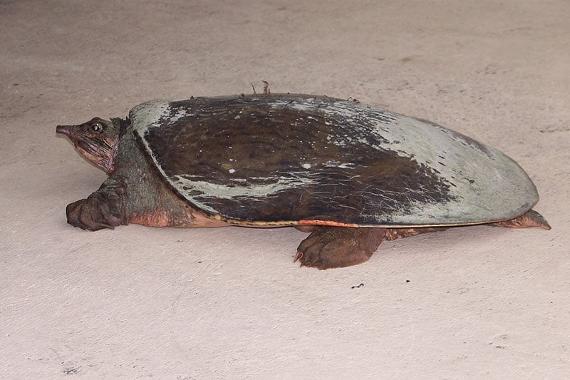 10 Species of Turtles in (With Pictures) Wildlife Informer
