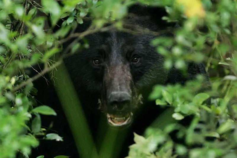 Black Bear Population by State (Current Estimates) Wildlife Informer