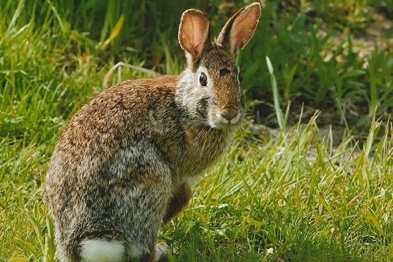 12 Examples of Primary Consumers (Pictures, Diagram) - Wildlife Informer