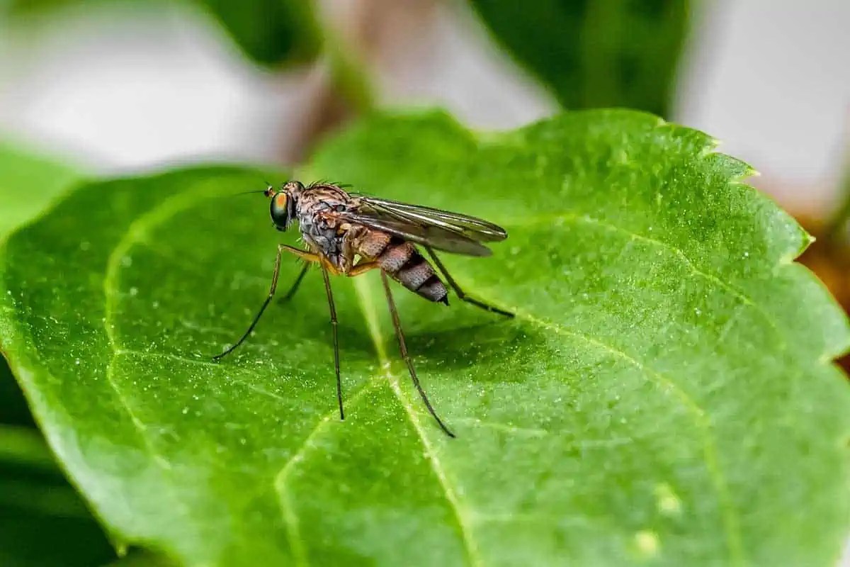 Does Tea Tree Oil Repel Mosquitoes? Wildlife Informer