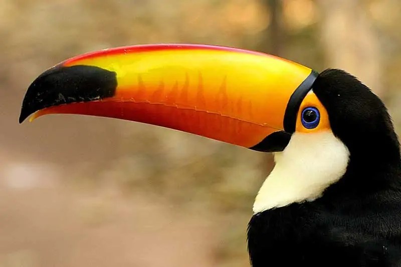 Birds with Long Beaks (24 Species With Pictures) Wildlife Informer