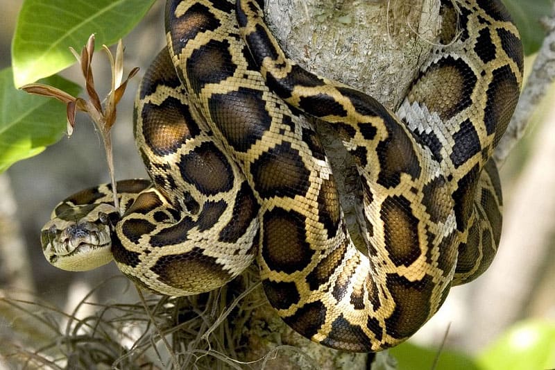 7 of the Most Invasive Reptiles in Florida Wildlife Informer