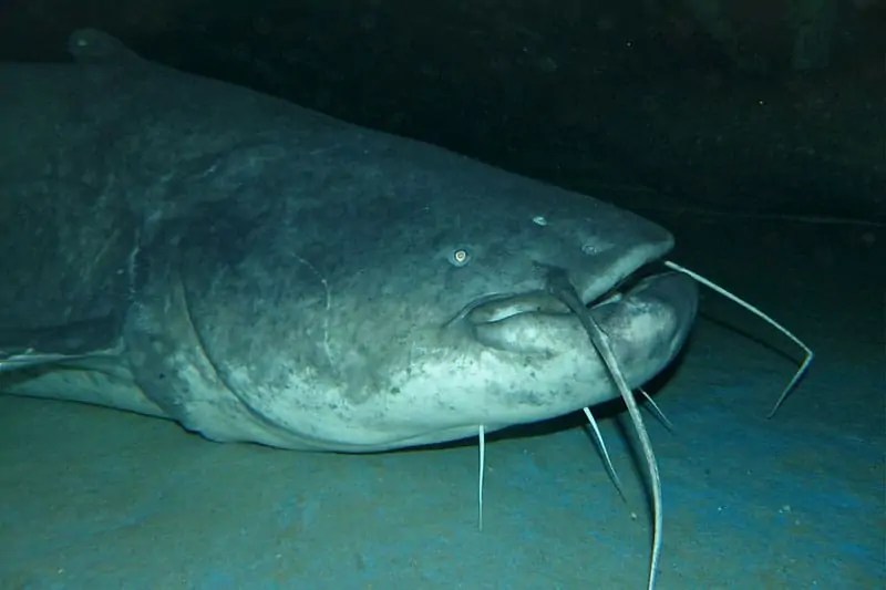 10 Characteristics of Catfish Wildlife Informer