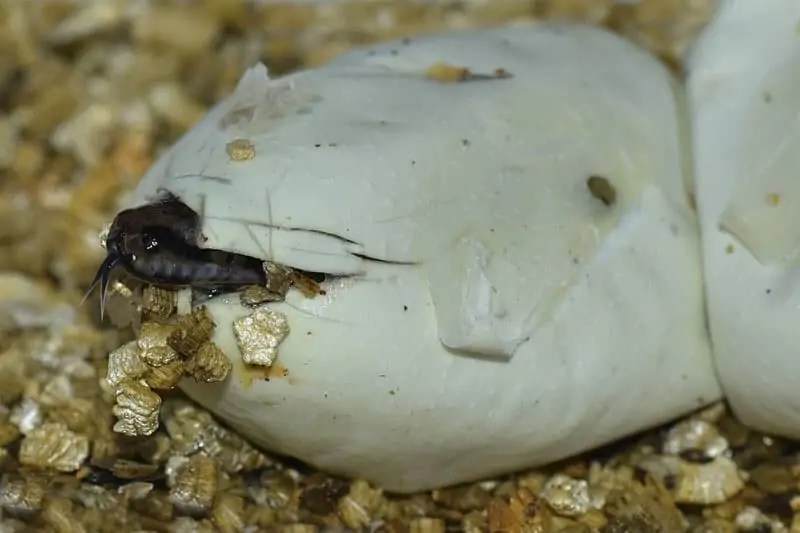 How Do Snakes Give Birth? Snake Reproduction Explained Wildlife