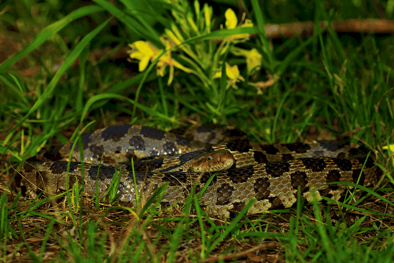 Water Snakes in Ohio (7 Species With Pictures) Wildlife Informer