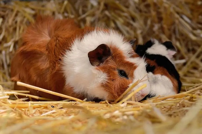 8 Exotic Pets That Can Be House Trained (With Pictures) Wildlife Informer