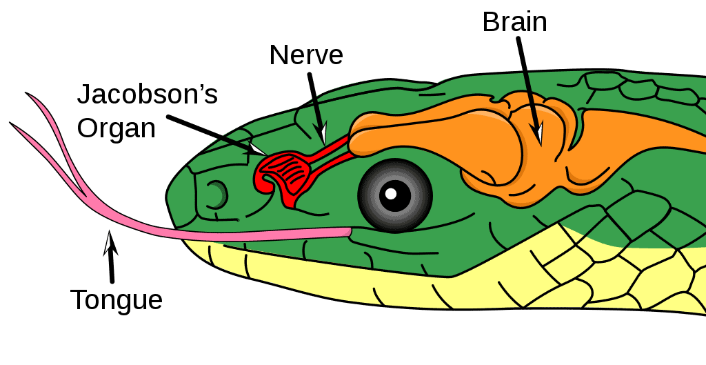 How Do Snakes Smell? Wildlife Informer