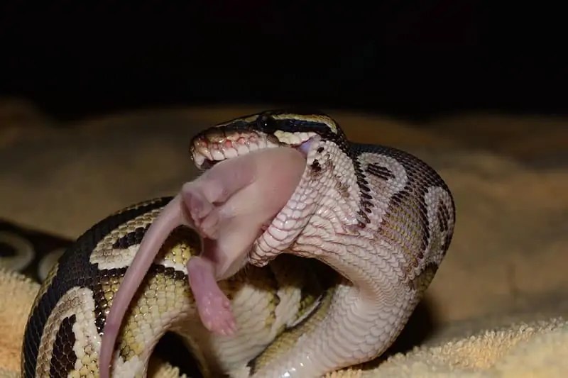 Do Snakes Ever Eat Plants? (Fruits, Vegetables) Wildlife Informer