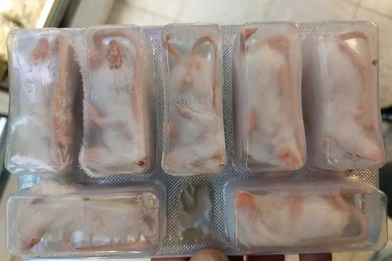 Frozen Feeder Mice (the 12 Best Places to Get Them) Wildlife Informer