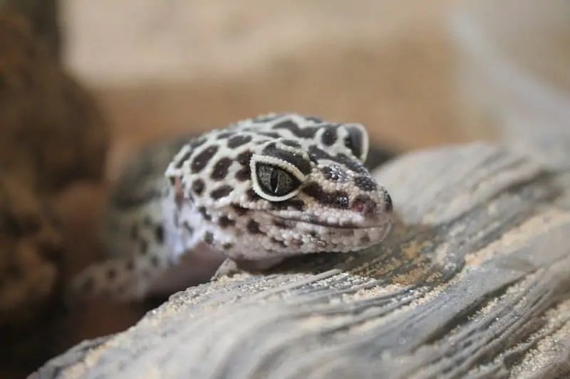 What Do Leopard Geckos Need in Their Tank? 6 Things to Remember