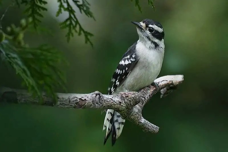 Woodpeckers in West Virginia (7 Species With Pictures) Wildlife Informer