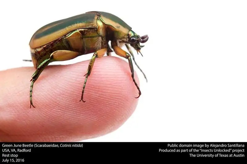 Do June Bugs Bite? Wildlife Informer