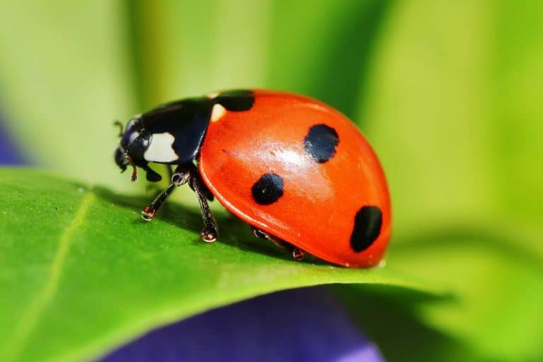 Do Ladybugs Bite? Wildlife Informer